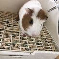 モルモット