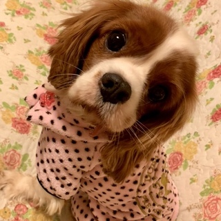 キュートなシャイボーイ♡シリウス 5〜6歳