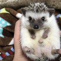 ハリネズミ男の子の里親さんを募集しています