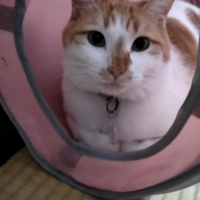 みー介