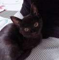 仔猫の状態で捨てられていました(10月末頃誕生)