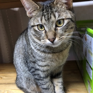 性格ピカいち！でっかい甘えん坊  8ヶ月