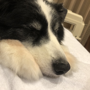 sleepy