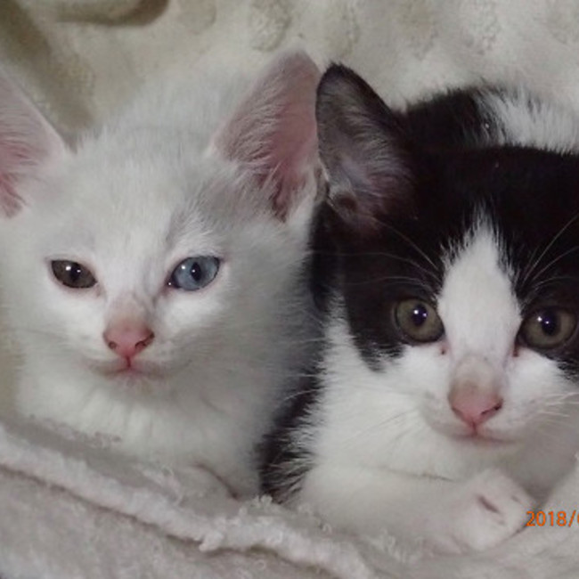 新潟動物ネットワーク（けいちゃんのママ）のカバー写真