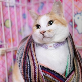 おとなしくて可愛いい　三毛猫のかなこちゃん♪