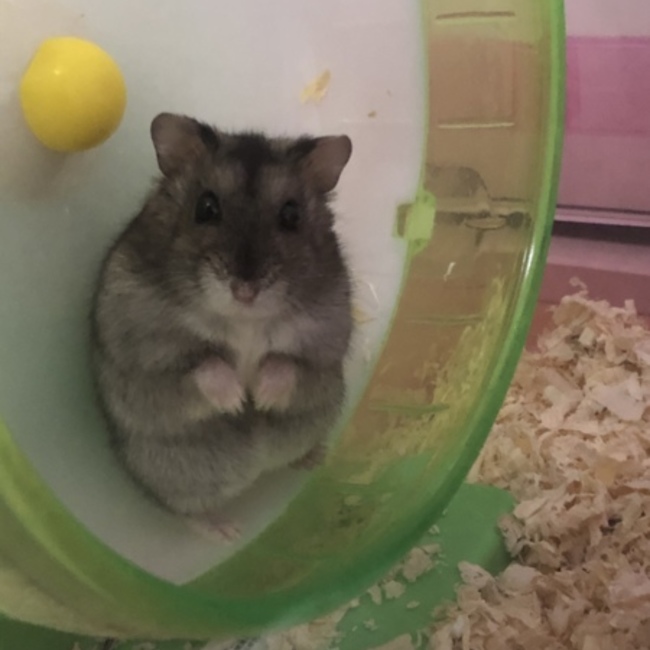 にゅにゅはむのカバー写真