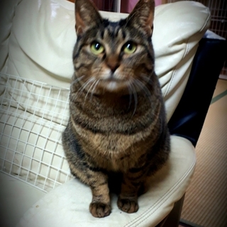 元気いっぱい、やんちゃな女の子