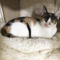 ふぅちゃん