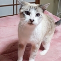 大人しく甘えん坊。人懐っこい子です
