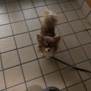 里親さんになって下さる方を探しています！