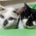 かぎしっぽの姉妹猫