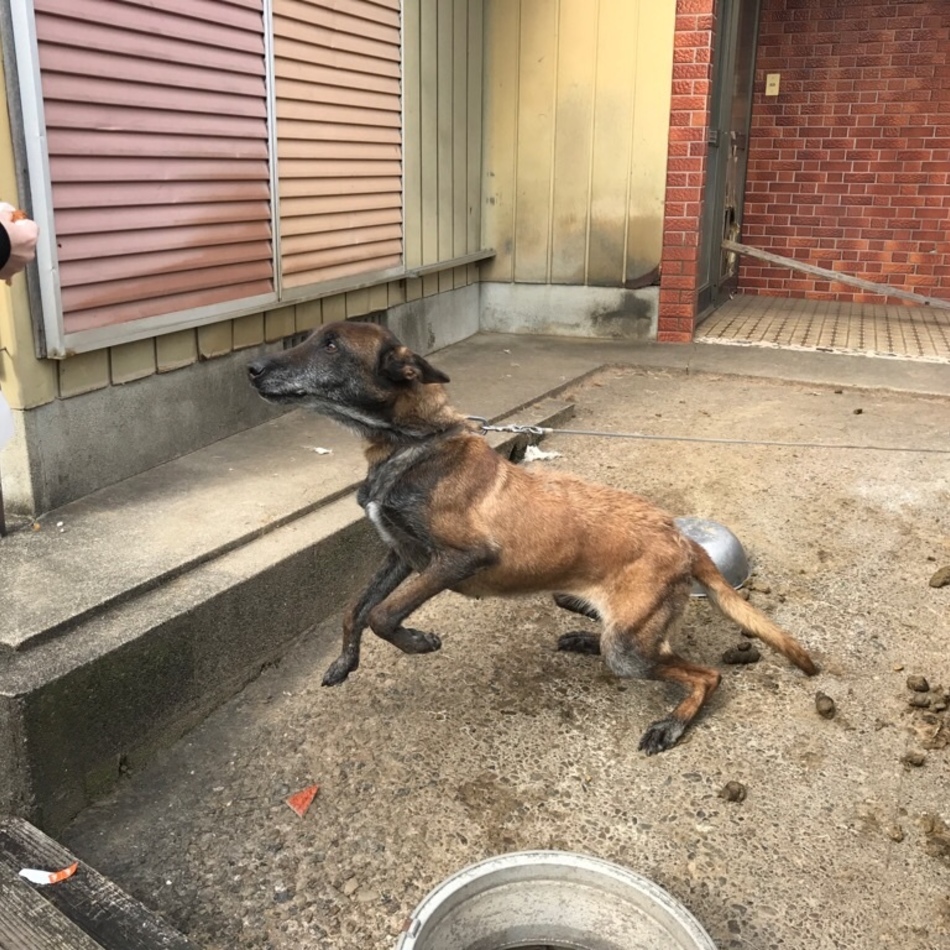 チョコのカバー写真