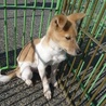 大人しい茶白君 サムネイル2