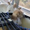 大人しい茶白君 サムネイル4