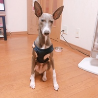 金時
