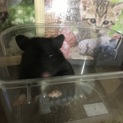 クロクマハムスターの女の子