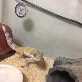 レオパードゲッコー二匹の引き取り手を募集します