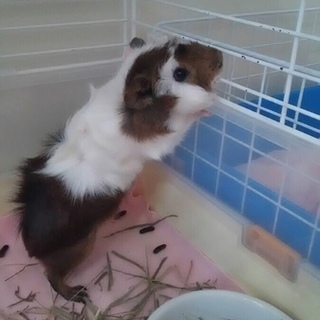 モルモット(アビシニアン)の里親募集します。