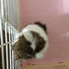 モルモット(アビシニアン)の里親募集します。 サムネイル3