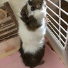 モルモット(アビシニアン)の里親募集します。 サムネイル4