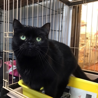 ふてニャン風アメショ♀こはるちゃん 3歳