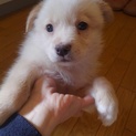 2ヶ月コロコロ子犬の女の子