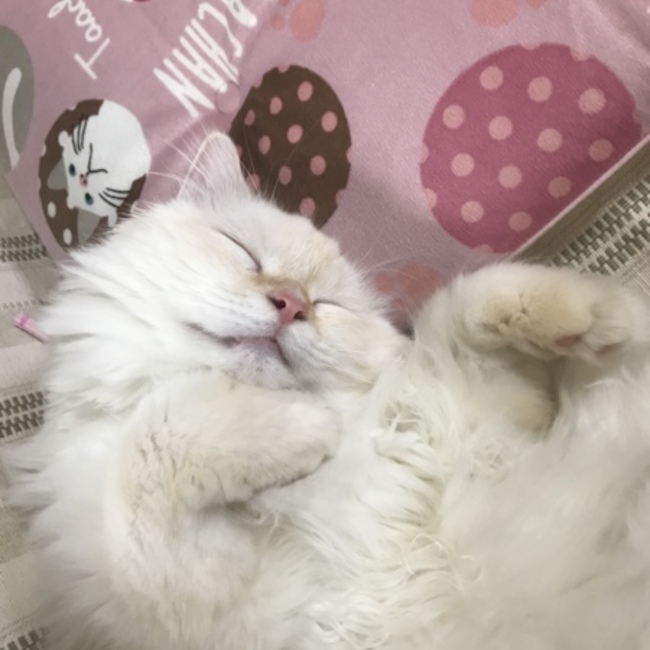 ナナははのカバー写真