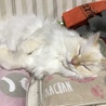 の写真