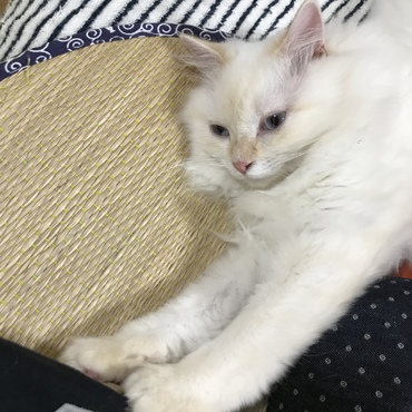 の写真