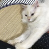 の写真