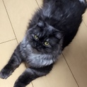 お願いします！