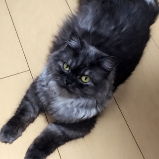 お願いします！