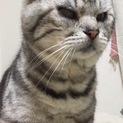 抱き心地バツグンのべったりアメショ