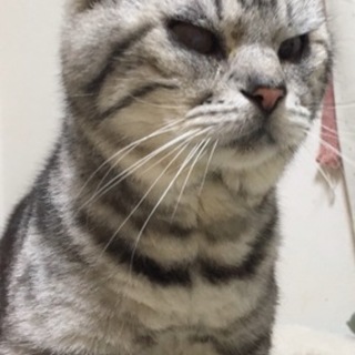 抱き心地バツグンのべったりアメショ