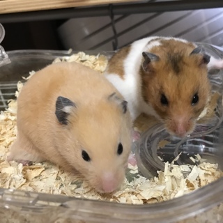 仲良しハムちゃん里親募集します。