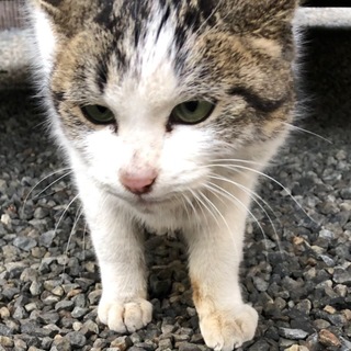 甘えん坊の白キジくんです！