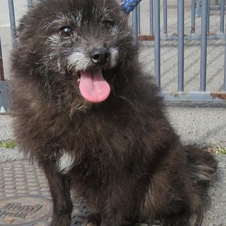 ペロペロもっちゃんテリア系