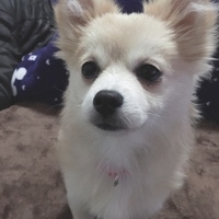 ぽてち