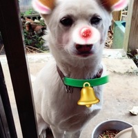 さくら