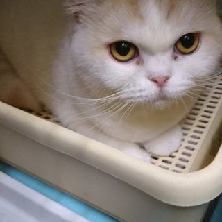 スコF☆ゆめちゃん☆女の子・立耳・3歳・短毛