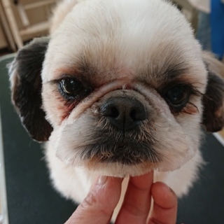 シーズーの男の子