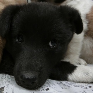【保健所収容】大人しい子犬です❗️