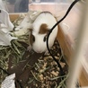 モルモット サムネイル4