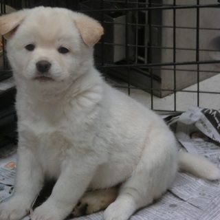 【保健所収容】好奇心旺盛な子犬です❗️