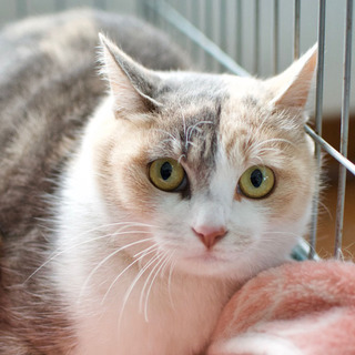 フワフワ美人のパステル三毛猫ちゃん