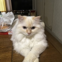 にゃん多