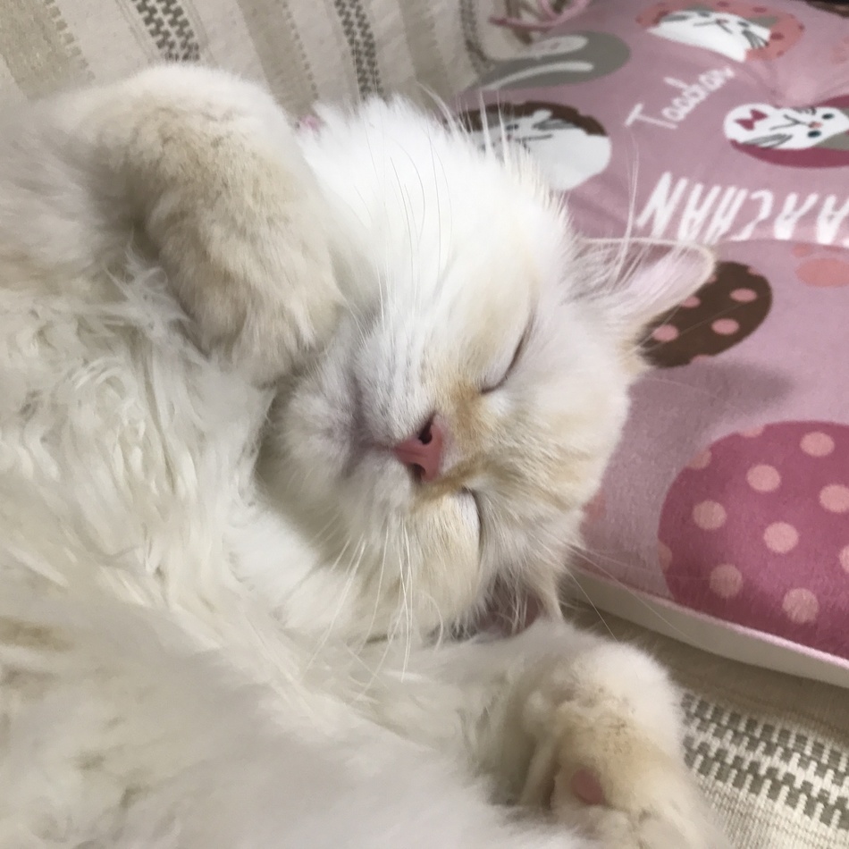 にゃん多のカバー写真