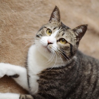 まるまるもちもちはこちゃん