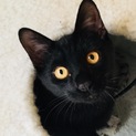 胸きゅんに優しい黒猫☆くう太