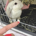 白ロップイヤー4ヶ月